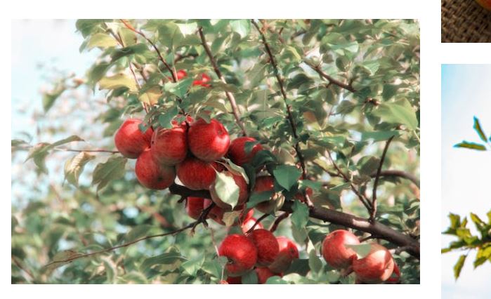 Apple Picking and Sorting Jobs in Poland with Visa Sponsorship